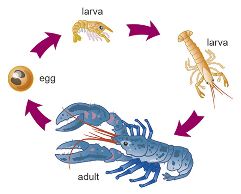 Life cycle of a lobster illustration