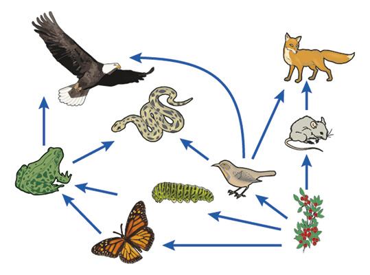 Illustration of animal food chain