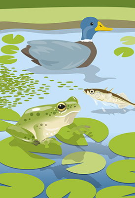 Gallery image for pond life
