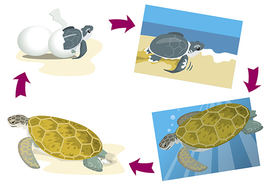 Gallery image for turtle life cycle