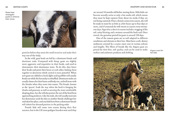 Gallery image for SLI 864 British goats spread